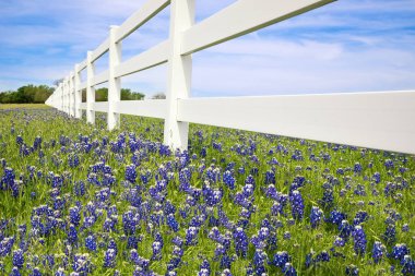 Bluebonnets blooming along a fence clipart