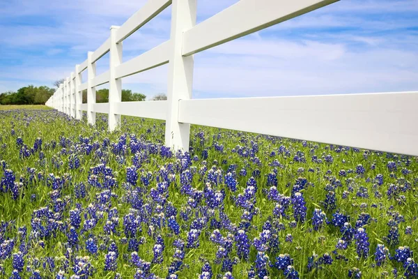 Bluebonnets bloei langs een hek — Stockfoto