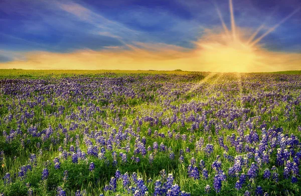 Teksas Bluebonnet sahası gün batımında