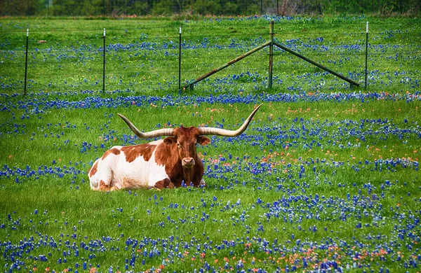 Texas longhorn in bluebonnet wildflower weide — Stockfoto