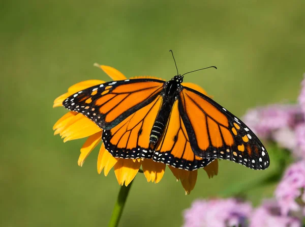 Borboleta monarca recém-surgida em coneflower — Fotografia de Stock