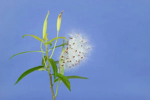 Milchkrautpflanze mit Samen vor blauem Hintergrund — Stockfoto