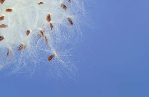 Closeup of Tropical Milkweed plant seeds dispersing — Stock Photo, Image