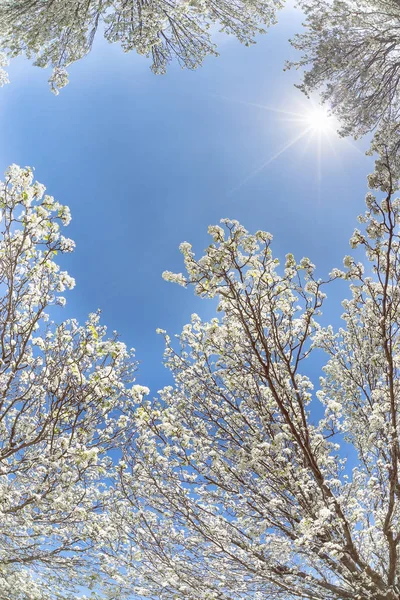 व्हाइट ब्रैडफोर्ड मोती पेड़ टेक्सास वसंत में फूल — स्टॉक फ़ोटो, इमेज
