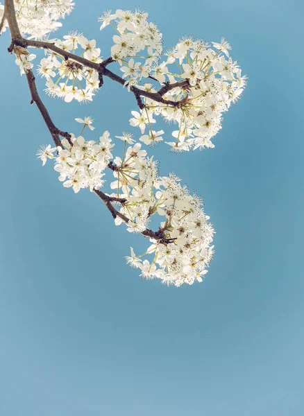 वसंत में सफेद ब्रैडफोर्ड मोती पेड़ फूलों का क्लोजअप — स्टॉक फ़ोटो, इमेज
