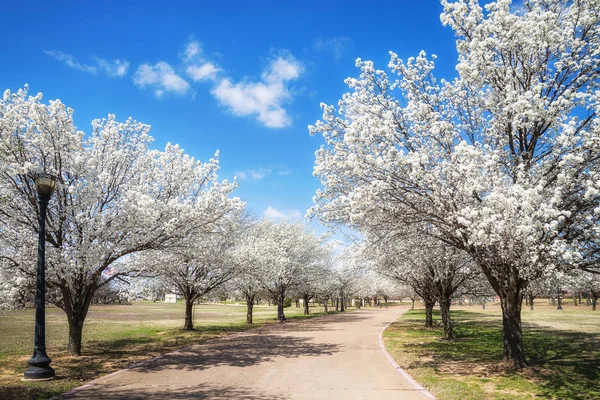 Грушевые деревья Брэдфорда цветут весной в Техасе — стоковое фото