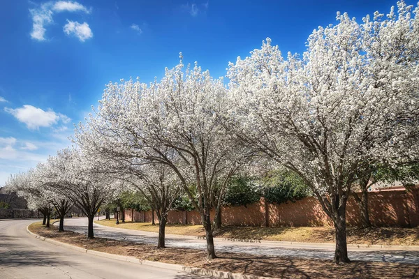 Bradford árvores de pêra florescendo na primavera Texas — Fotografia de Stock