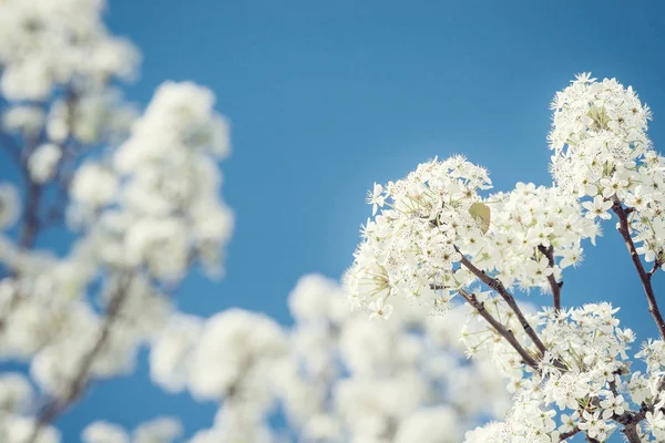 Fechar-se de flores de árvore de pêra de Bradford brancas na primavera — Fotografia de Stock