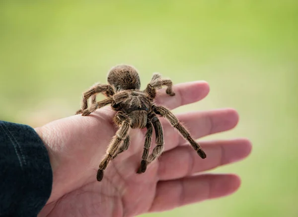 Hand hält eine Vogelspinne — Stockfoto