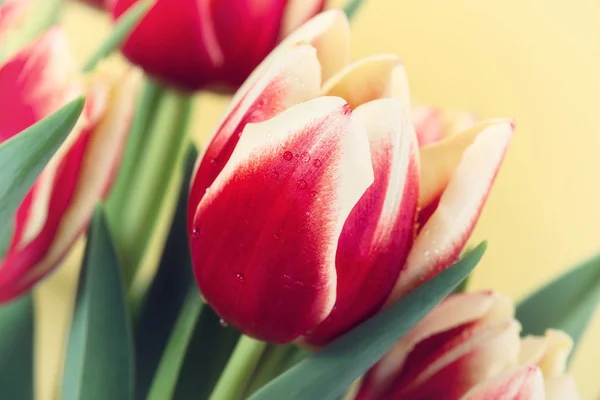 Closeup of red and yellow tulips blooming in spring — Stock Photo, Image