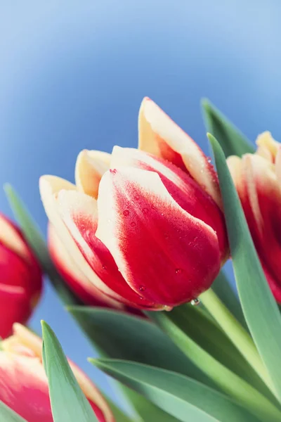 Closeup of red and yellow tulips blooming in spring — Stock Photo, Image