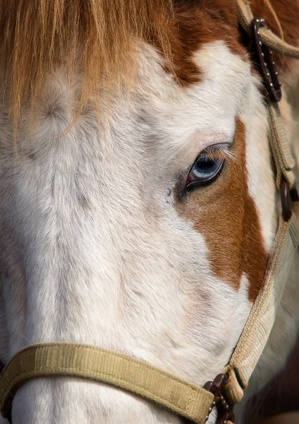 Gros plan d'un cheval aux yeux bleus — Photo