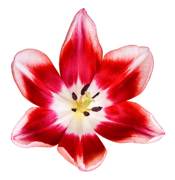 Vörös és fehér tulipán virág fej — Stock Fotó
