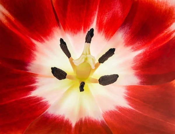 Close-up de uma cabeça de flor de tulipa vermelha e branca — Fotografia de Stock