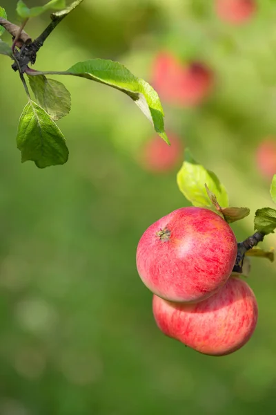 Manzanas dulces madurando en una rama de árbol —  Fotos de Stock