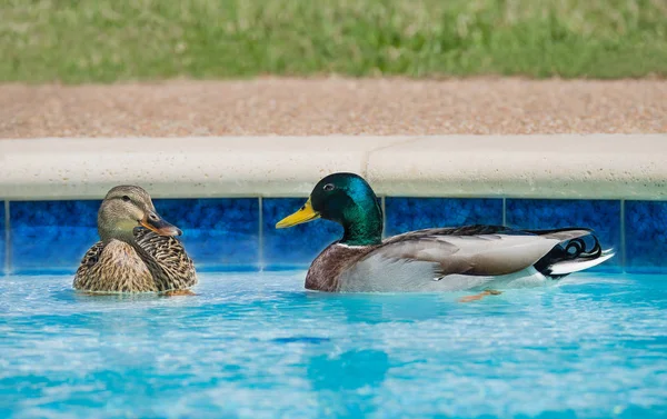 Krzyżówka kaczki pływanie w basenie — Zdjęcie stockowe