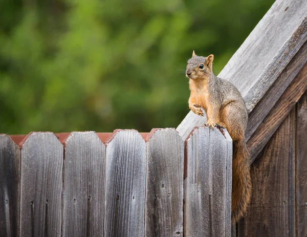 Východní fox veverka na dřevěný plot na zahradě — Stock fotografie