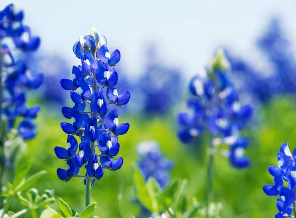 Texas Bluebonnet (Lupinus texensis) цветение весной — стоковое фото