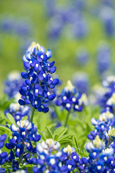 Texas Bluebonnet (Lupinus texensis) flowers blooming in spring
