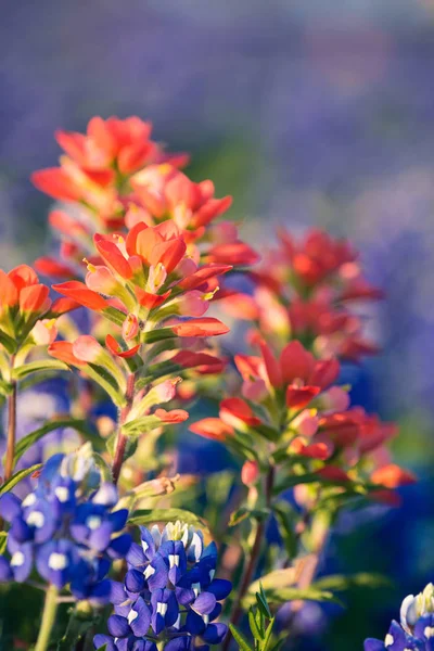 Primer plano de las flores silvestres del pincel indio —  Fotos de Stock