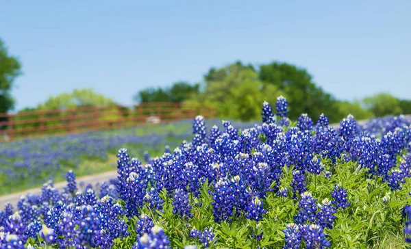 Техасские голубые шапочки цветут вдоль проселочной дороги — стоковое фото