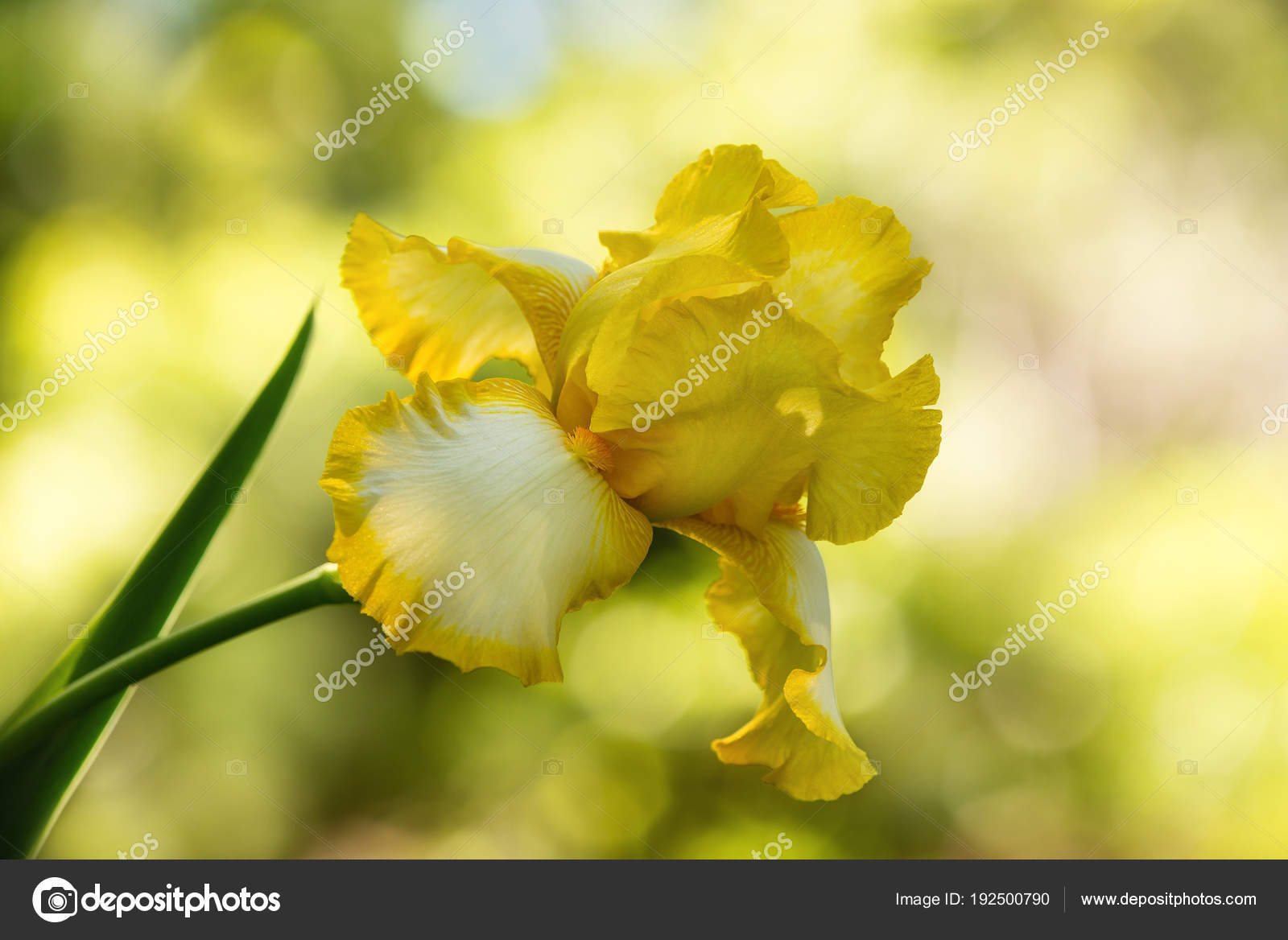 Fleur Diris Qui Fleurit Au Printemps De Couleur Jaune Et