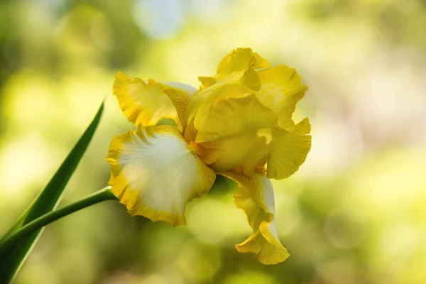 Fleur d'iris jaune et blanche fleurissant au printemps — Photo