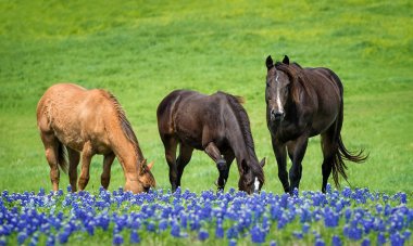 Üç at Texas bluebonnets ilkbaharda otlatma
