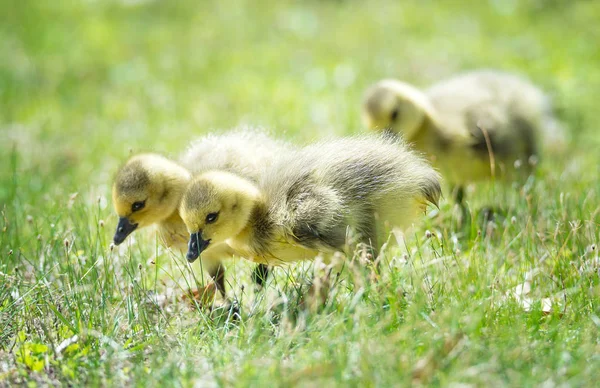 Gansos de Canadá paseando por la hierba — Foto de Stock