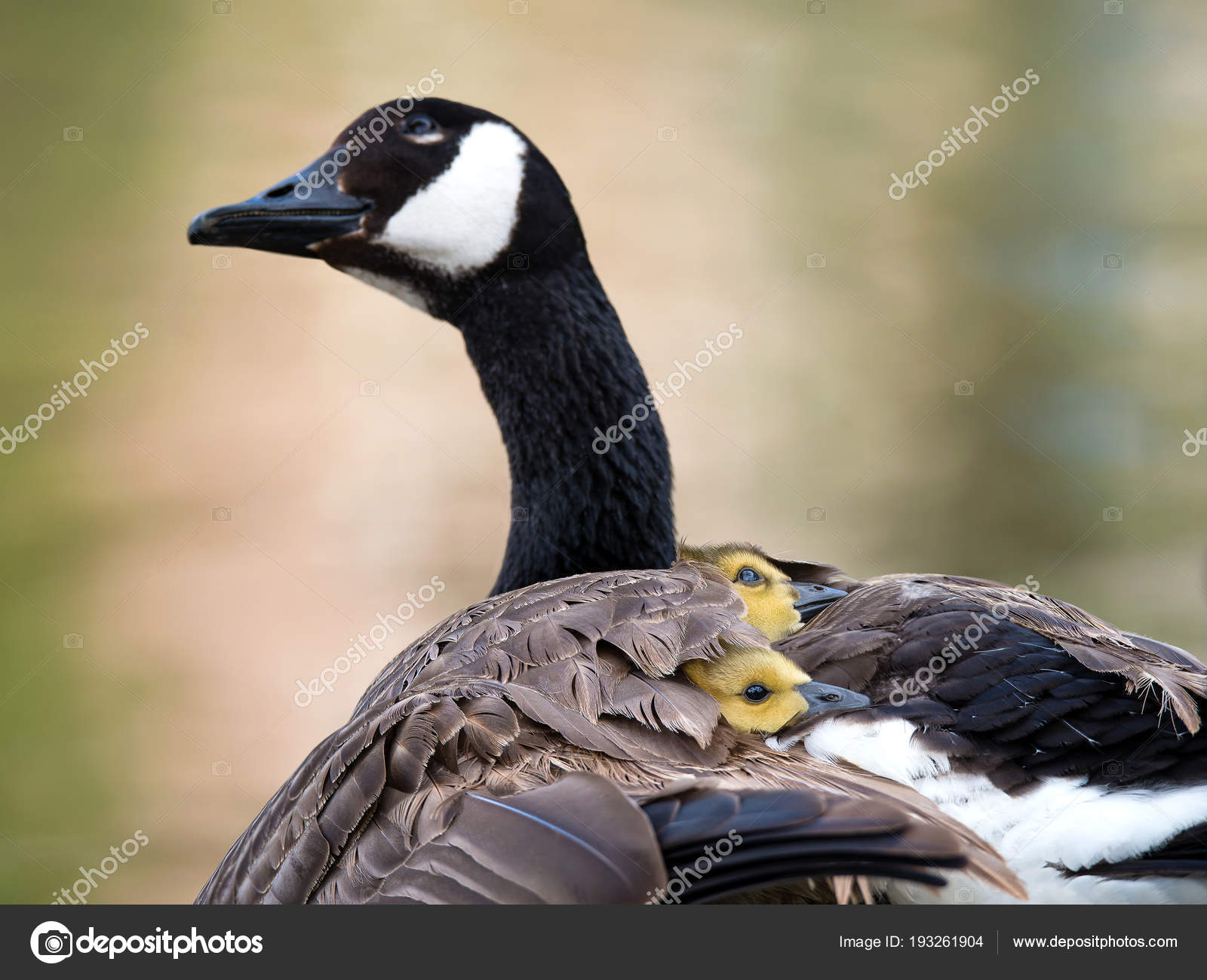 Canada goose goslings under mothers wing — Stock Photo © krisrobin