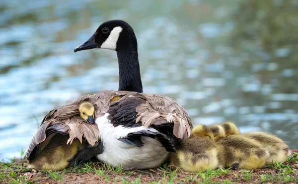 Baby Canada goose goslings snuggling with mother — Stock Photo, Image