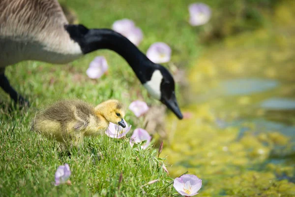 Canada goose gosling met moeder in roze Lentebloemen — Stockfoto