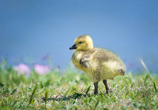 Roztomilý Canada goose gosling v jarní — Stock fotografie