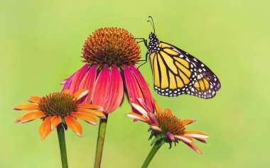 Coneflowers yeni çıktı Monarch kelebeği