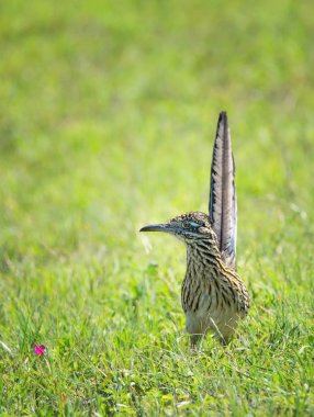 Büyük roadrunner kuş çim