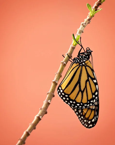 Nyligen framkom Monarch butterfly — Stockfoto