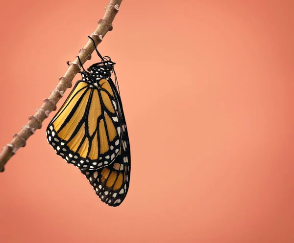 Onlangs naar voren gekomen Monarchvlinders — Stockfoto
