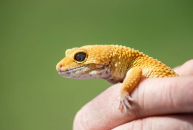 Bir ortak leopar gecko (Eublepharis macularius), yakın çekim tutan el. Doğal yeşil arka plan kopya alanı ile.