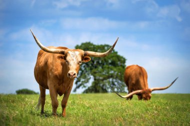 Texas longhorn sığır bahar mera üzerinde otlatma. Mavi gökyüzü arka plan kopya alanı ile.