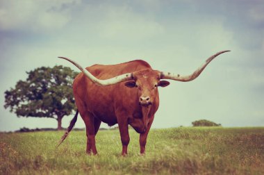 Texas longhorn bahar mera üzerinde otlatma. Mavi gökyüzü arka plan kopya alanı ile. Vintage filtre efektleri.