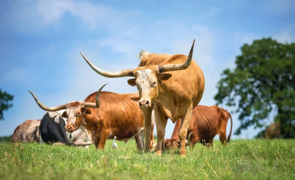德州角牛在春季牧场放牧 具有复制空间的蓝天背景 — 图库照片