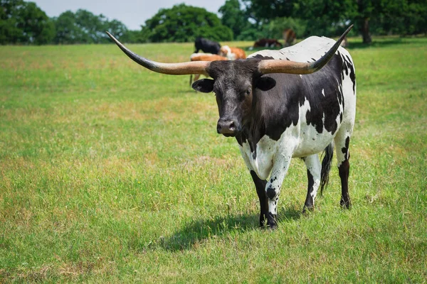 Texas Vacche Longhorn Pascolo Sul Pascolo Primaverile — Foto Stock