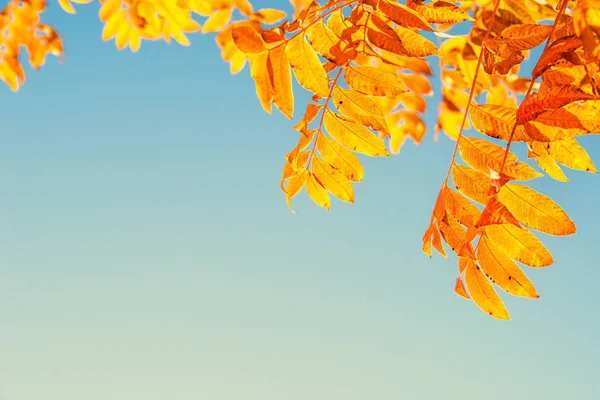 Hojas de árbol de pistache chino en colores otoñales — Foto de Stock