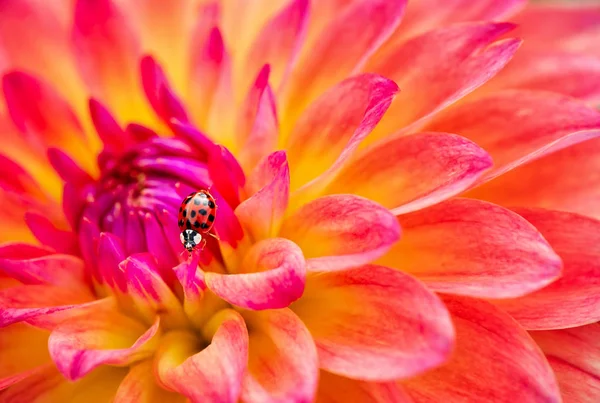 Escarabajo señora asiática en hermosa flor de Dahlia rosa y amarilla — Foto de Stock