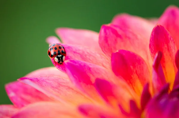 Escarabajo señora asiática en hermosa flor de Dahlia rosa y amarilla —  Fotos de Stock
