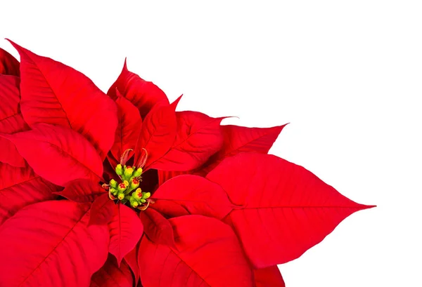 Rote Weihnachtssterne Blume Hochblätter isoliert auf weiß — Stockfoto