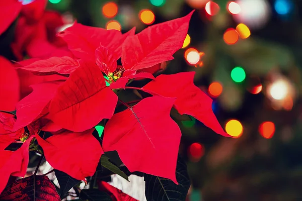 Flor roja estrella de Navidad Poinsettia — Foto de Stock