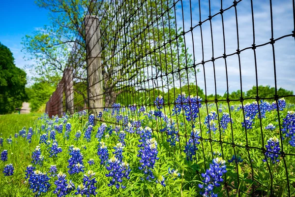 Texas Bluebonnets kwitnące wzdłuż drogi krajowej i ogrodzenia — Zdjęcie stockowe