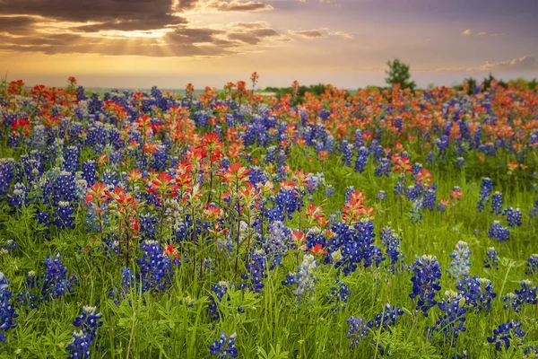 Teksas Bluebonnet 'leri ve Hindistan Boya Fırçası kır çiçeği tarlası — Stok fotoğraf