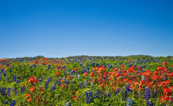 Teksas bluebonnets ve Hint Paintbrush kır çiçekleri — Stok fotoğraf